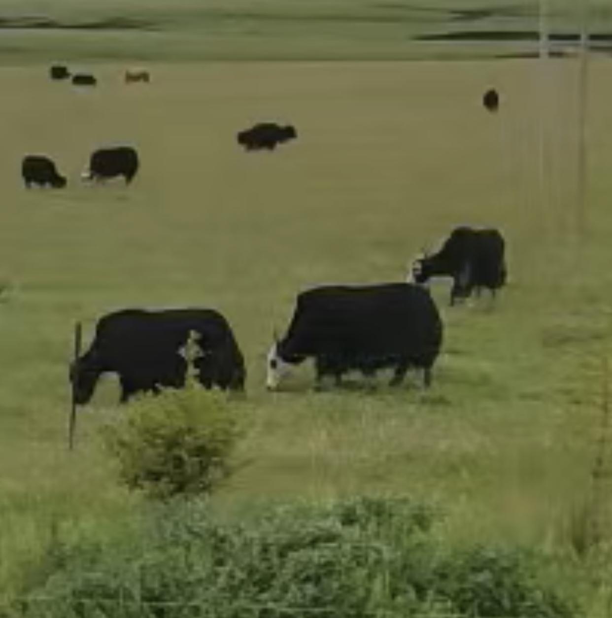 为我的真诚创作点赞！ 👍❤️🔥你也快来发布一条吧！带