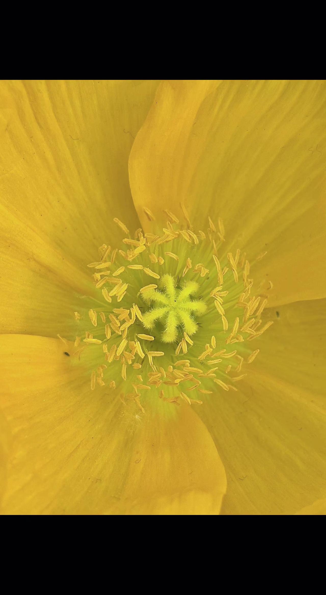 🌻阳光吻过花瓣的褶皱，金黄裙摆下藏着星辰的漩涡✨。每根花蕊都在说：平凡里自有宇