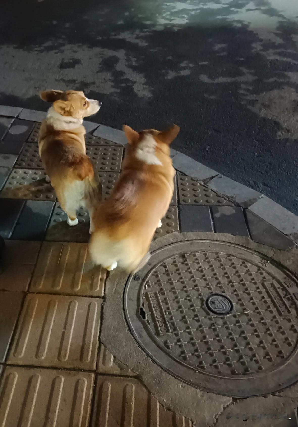 老表被一只猫咬了，打疫苗花了900元。一只小猫偷偷溜进了老表家，由于它个头小，老