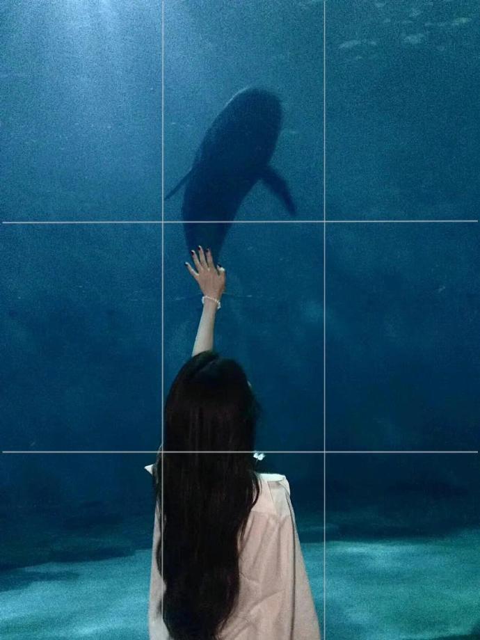 海洋馆拍照构图码住📷  