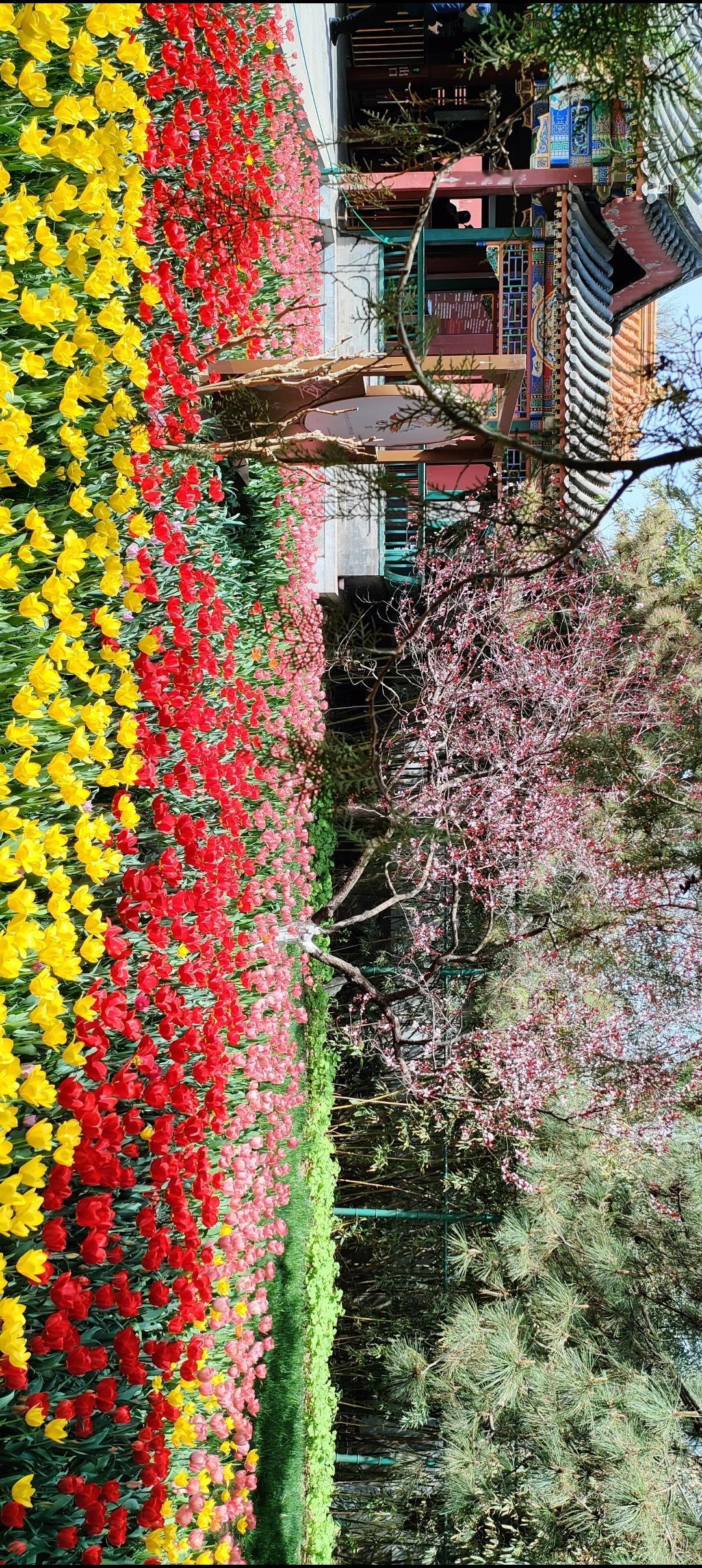 色彩斑斓的郁金香花海，美不胜收！🌷💐🌸