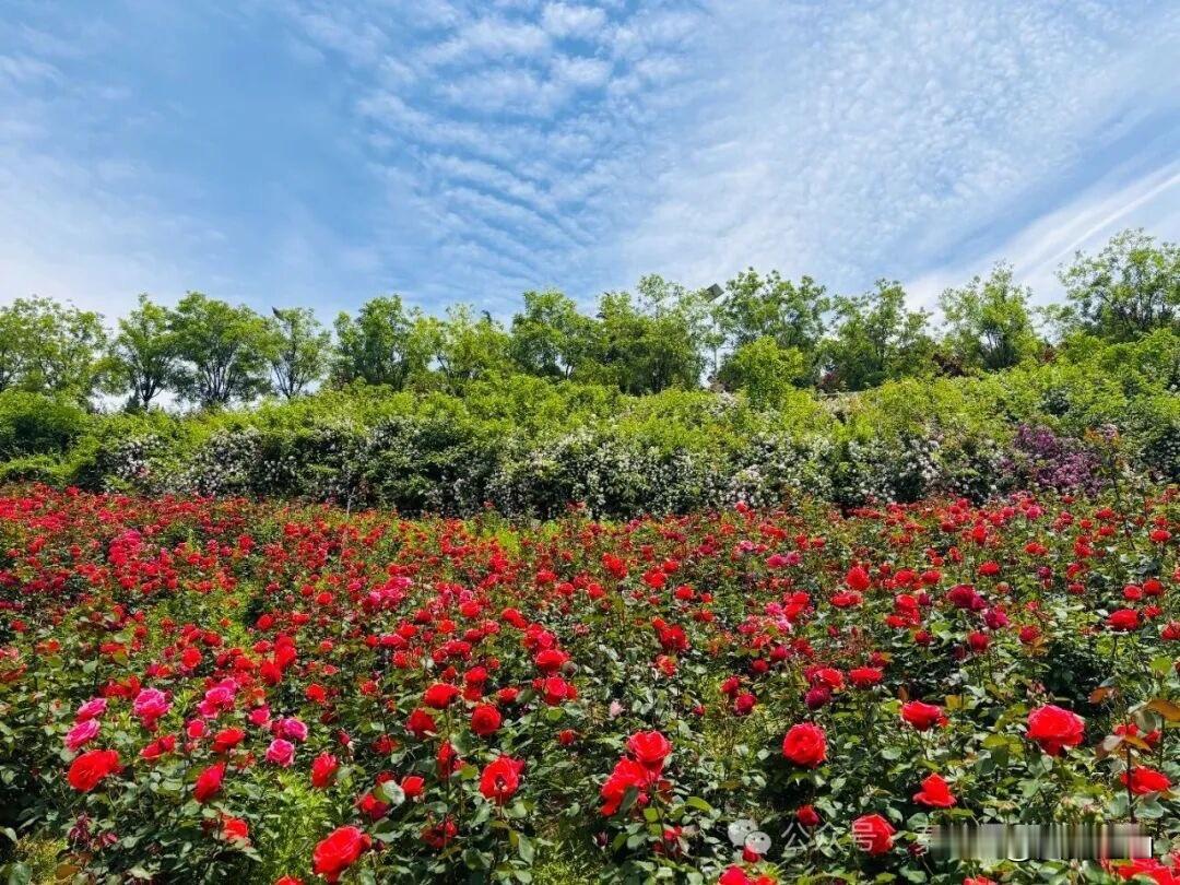 宠粉母亲节！秦岭植物园免票+插花+抽奖免费齐上线！时光慢一点，爱你多一点。五月的