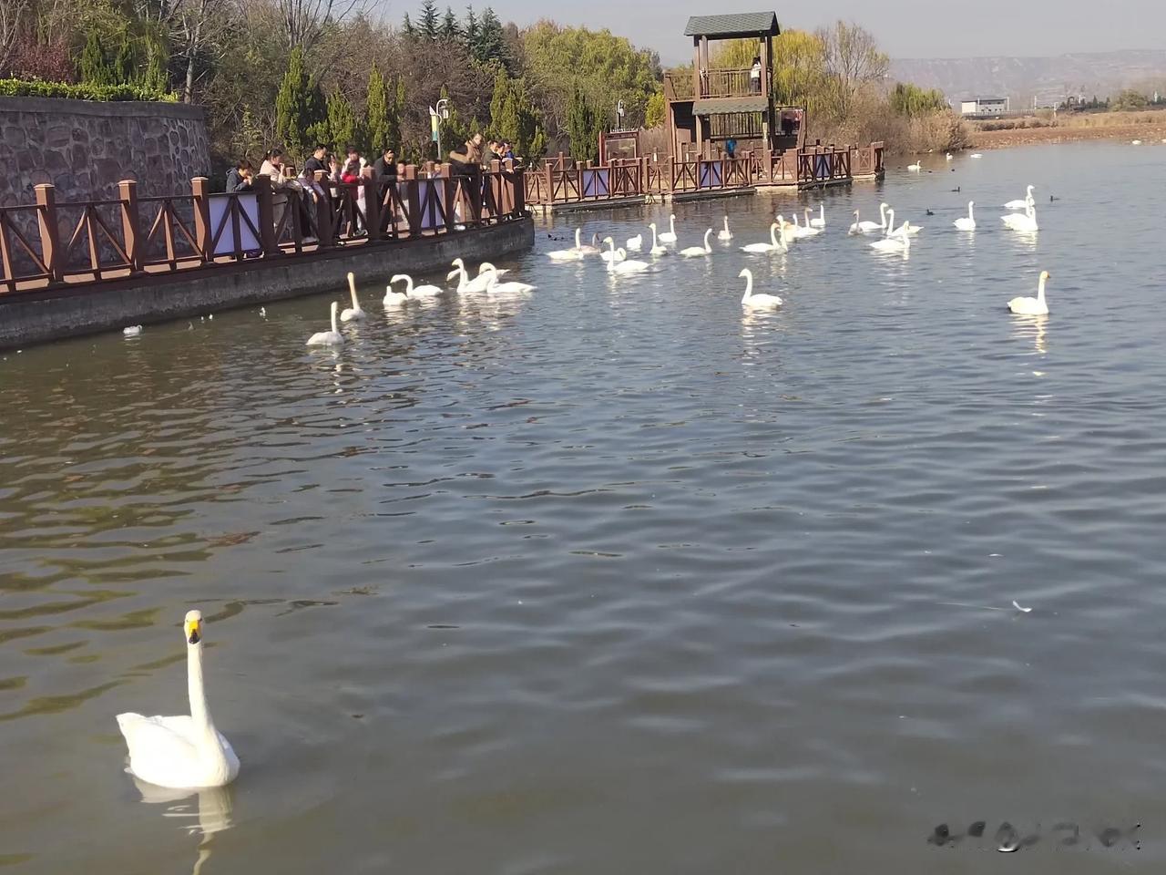 看看你相册里的天鹅照片三门峡天鹅湖的天鹅非常美丽。