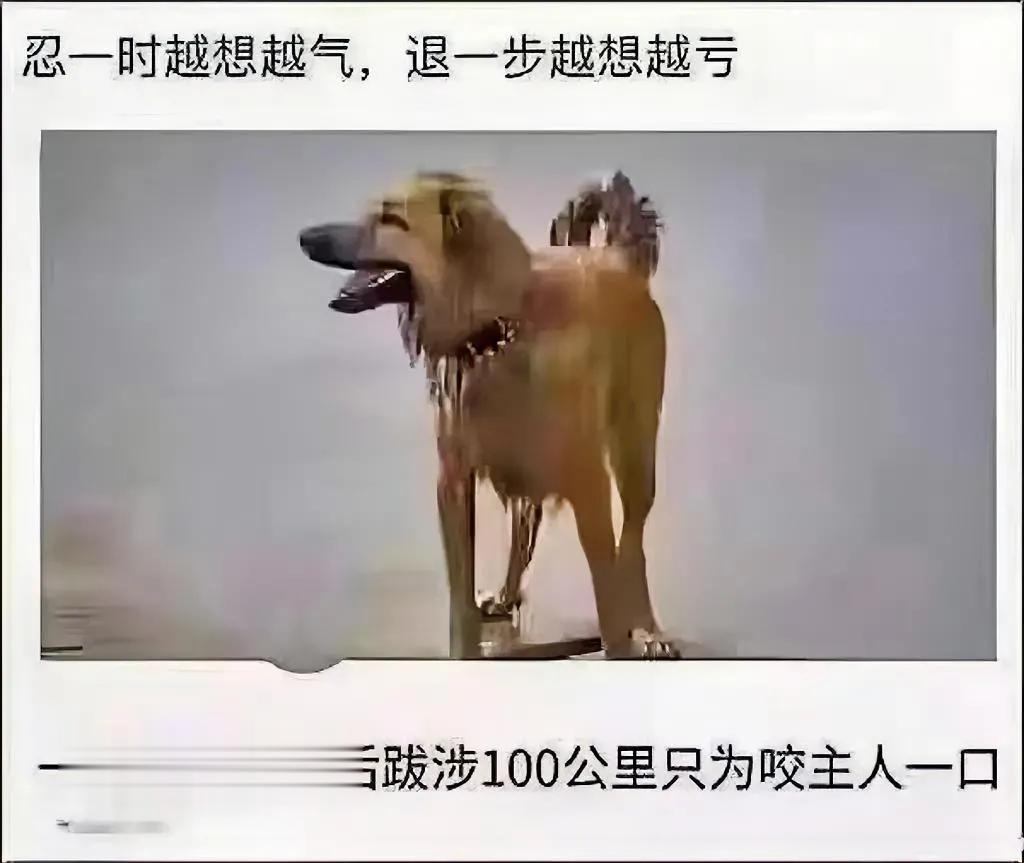 这是我听说的最记仇的狗子[我想静静]