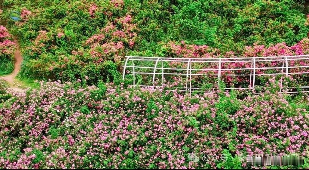 西安周末赏花地 陕西小众赏花地 秦岭观景台 
via:秦岭国家植物园