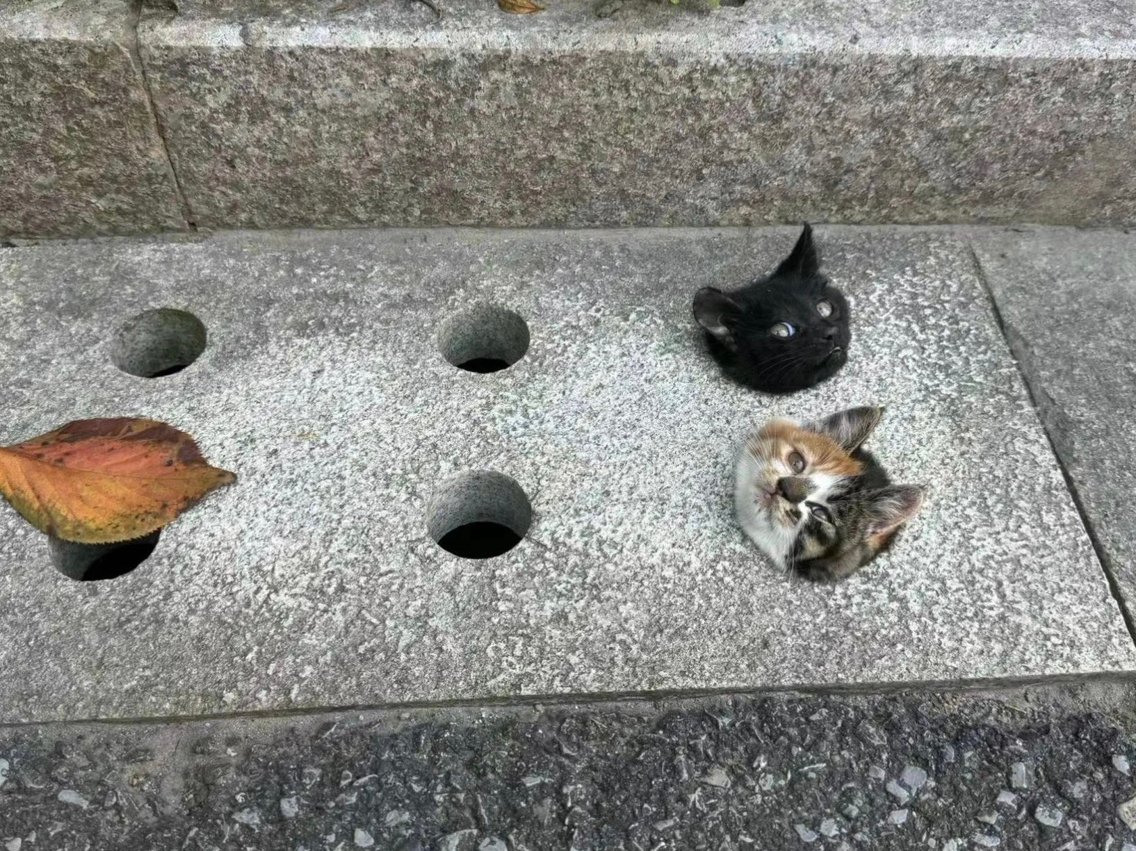 保安工作日记：今天拔了两颗猫 ​​​
