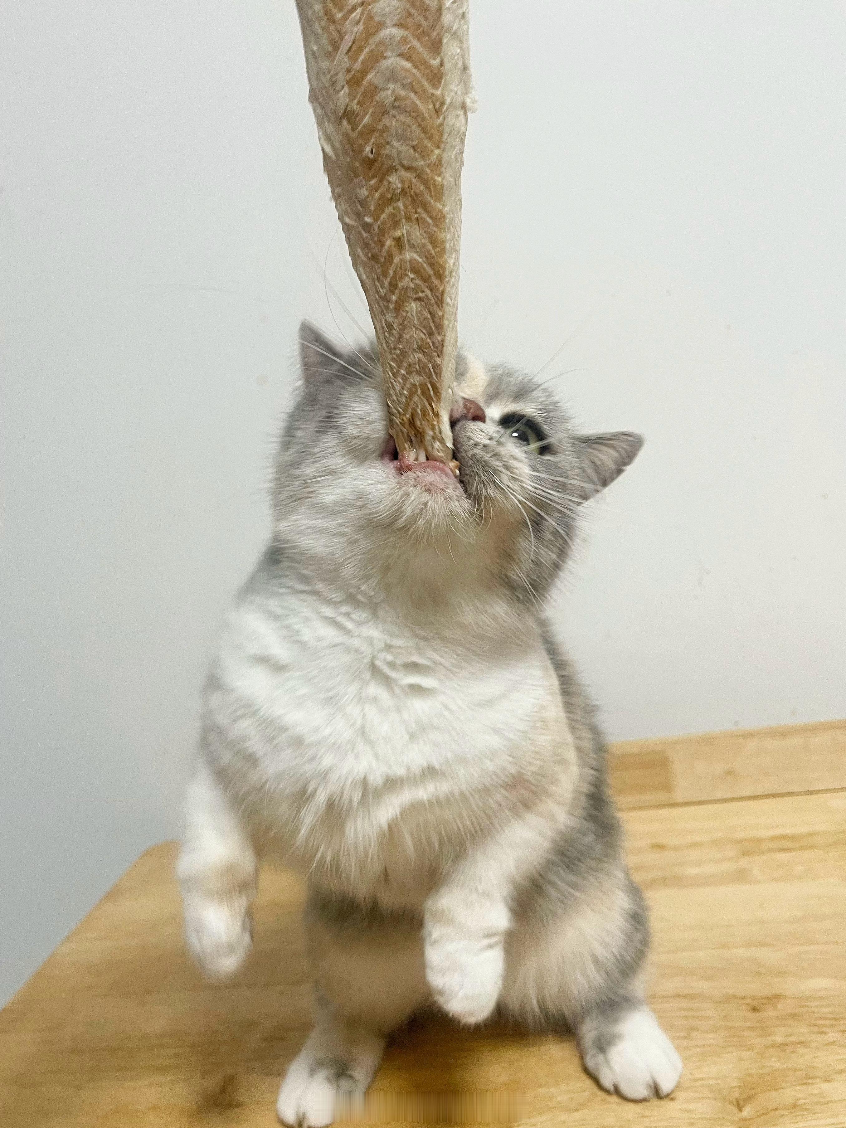 是猫吃鱼还是鱼钓猫？