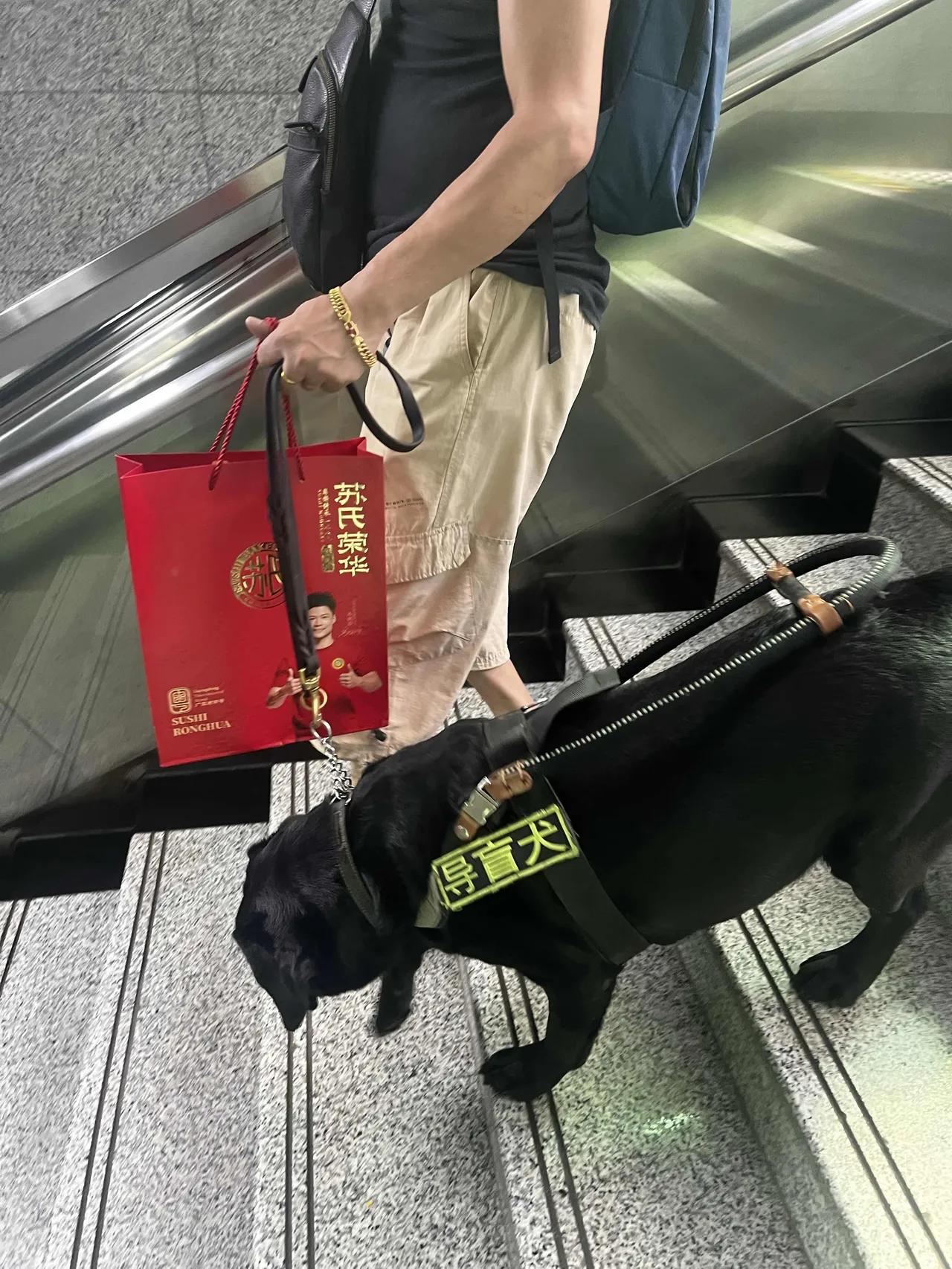 今天早上乘地铁，看见一只导盲犬带着它的主人下楼梯，在准备下楼梯时，主人在吼这只导
