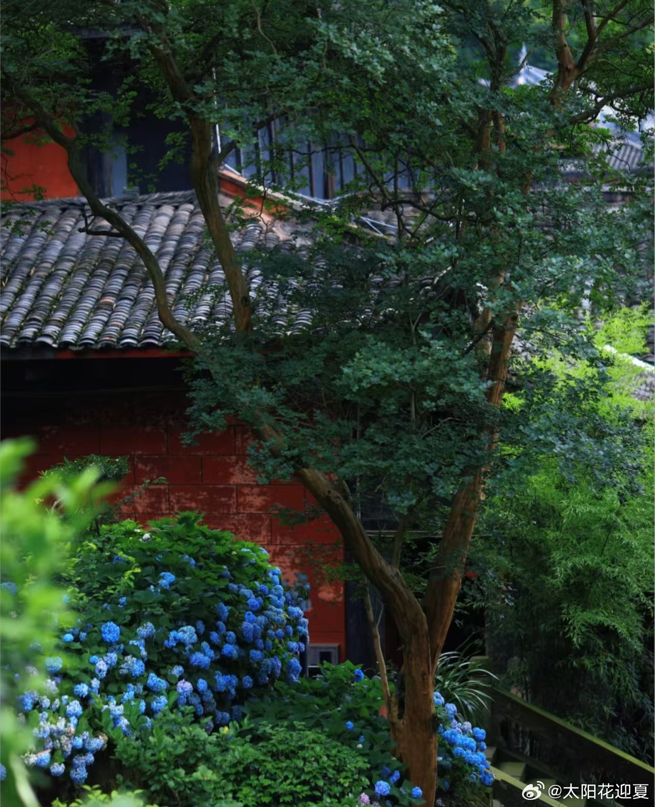 满目青绿，治愈一整个夏日～ 