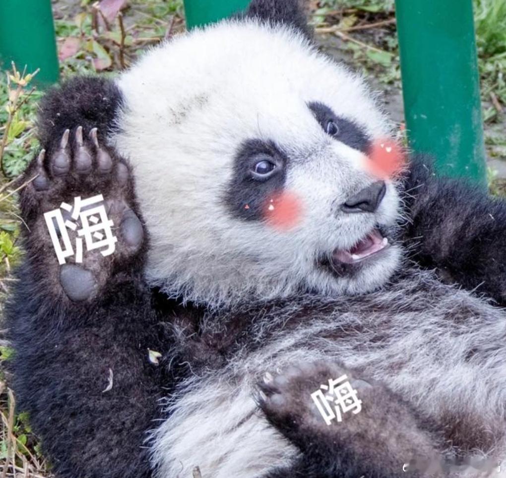 果赖的含金量还在上升 熊猫界‘含金量黑马’已跨界破圈：表情包统治社交平台，纪录片