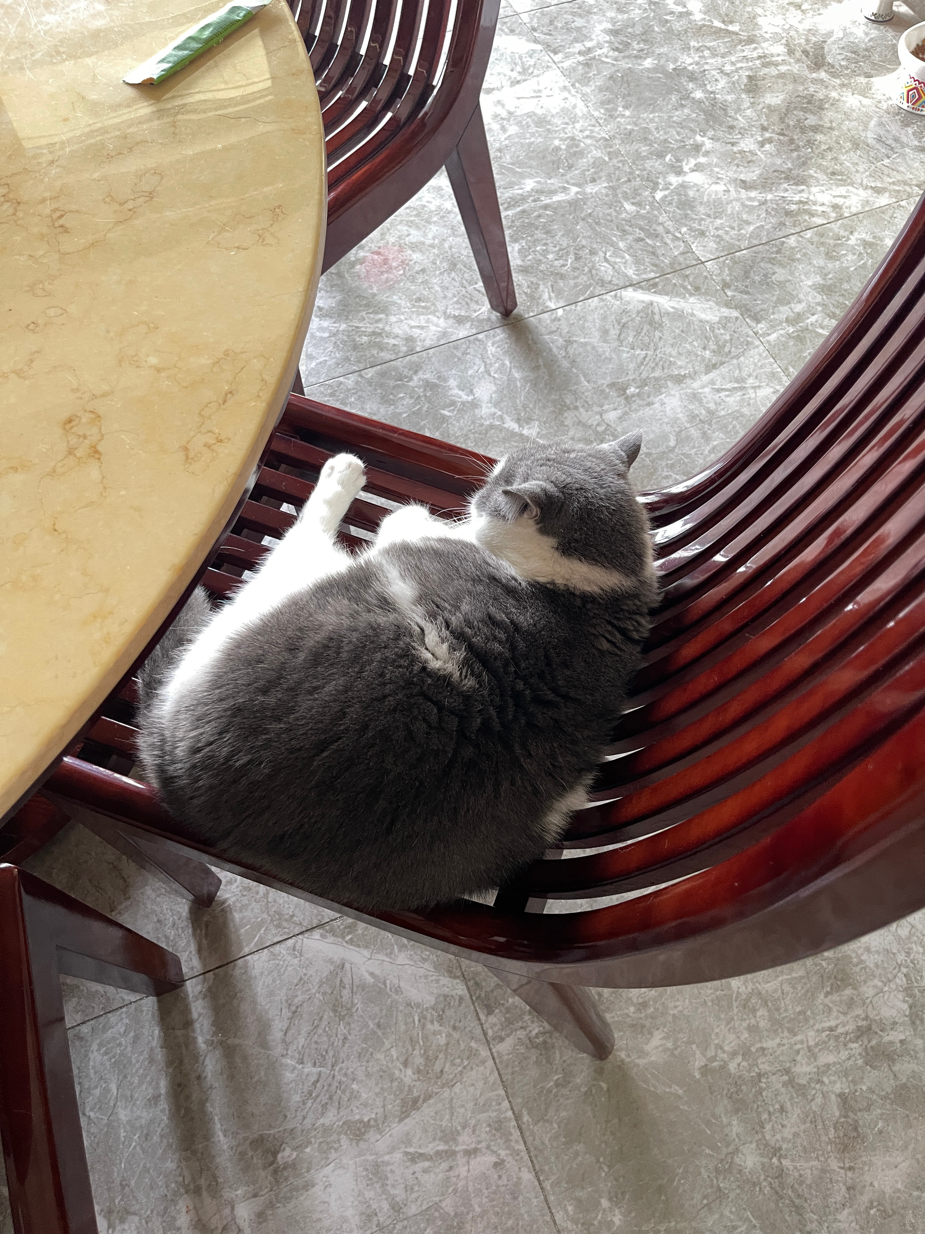 圆圆是家里边智商最高的猫，边界感最强的猫，主体性最明显的猫。很多时候圆圆只是根据