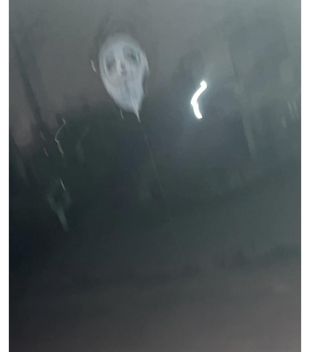 买烧烤回来走近一点小路没有路灯我就走着走着走着我就觉得怪怪的我就一回头，看见一颗