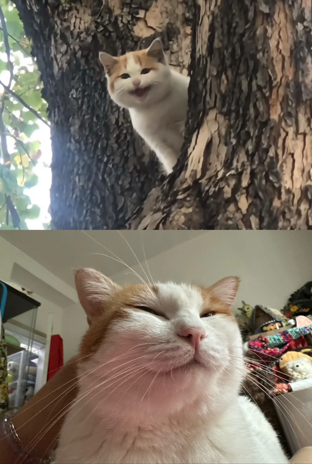 之前那只呢？不养了是吗