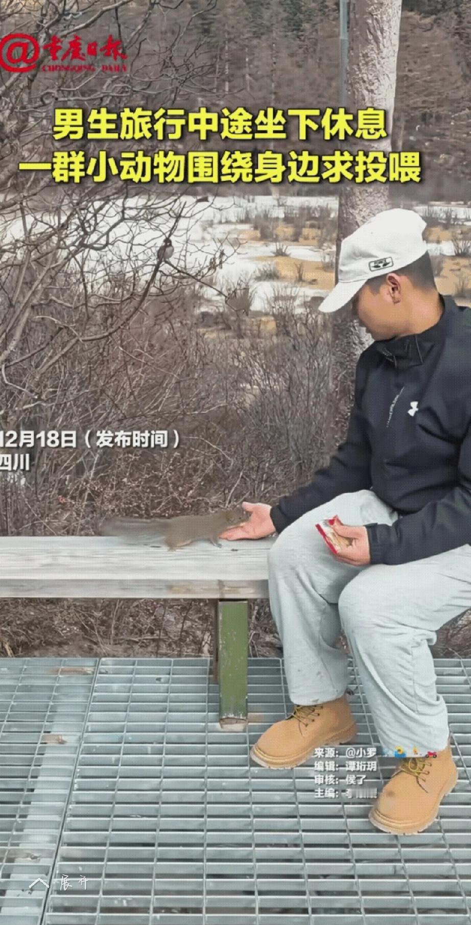 四川这一幕也太治愈了！男子坐木凳休息，小松鼠主动凑过来求抚摸，喂了6分钟后，成群