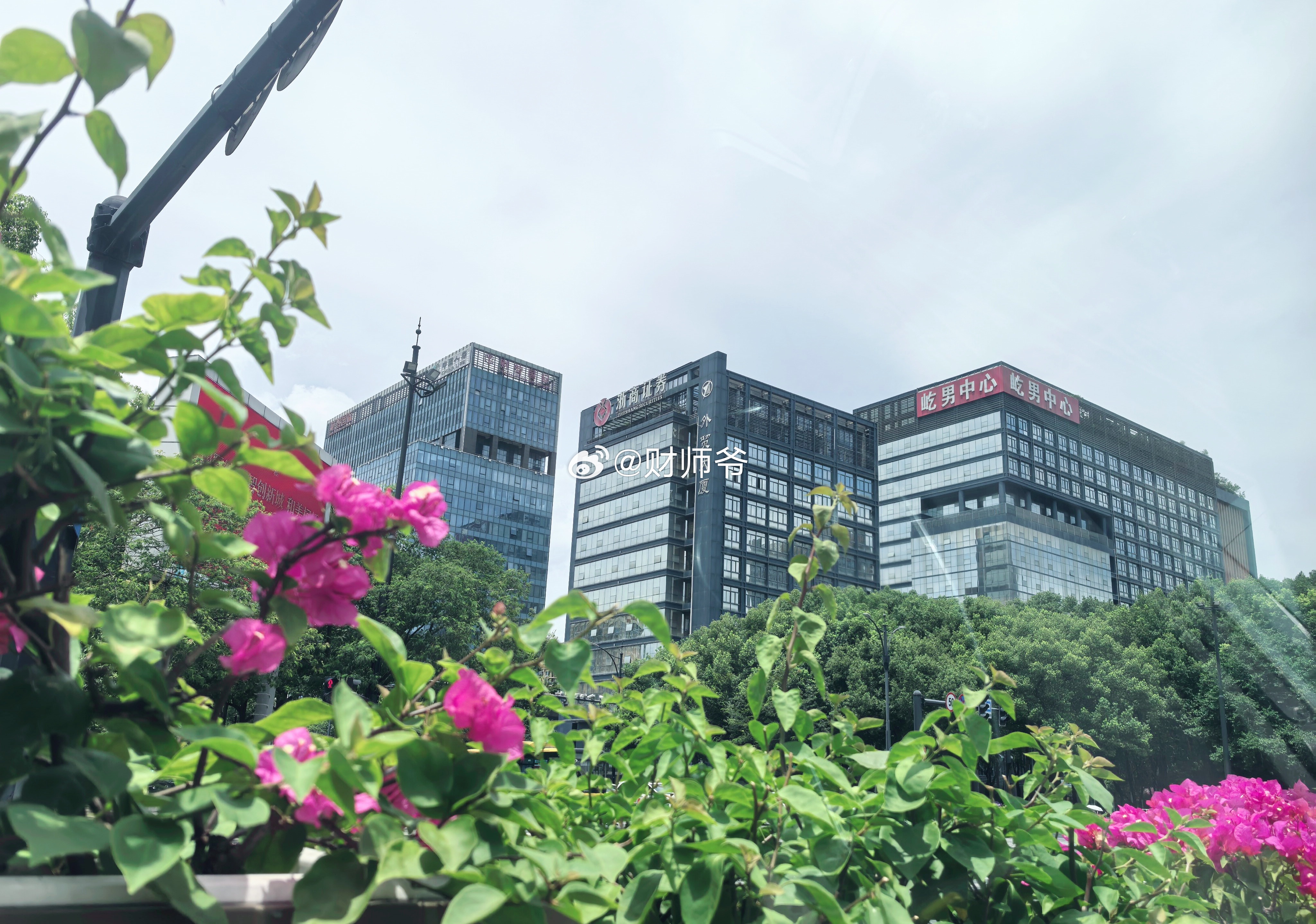 哇，原来我们绍兴也用三角梅做街头花景。之前在厦门看到过，造景于街，非常漂亮。 绍