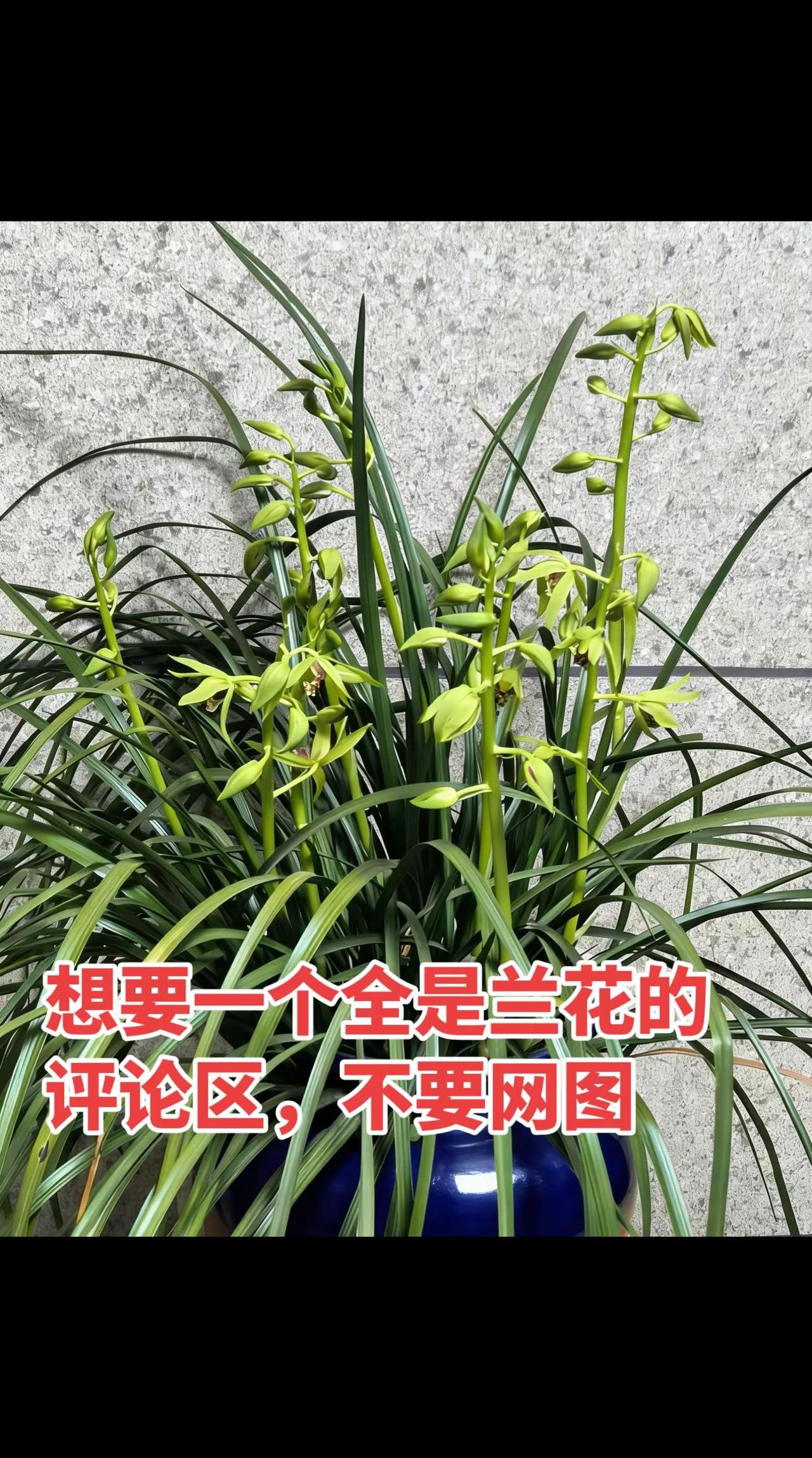 今天想要一个全是兰花的评论区。313晒一晒 好东西晒点大会 今天想要一个全是兰花