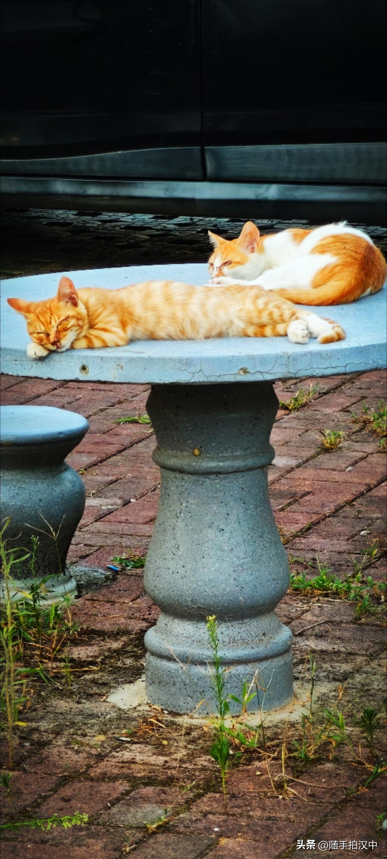猫带给你的最不可思议的好处之一：如果你看见一只猫是如何沉静，它们的那种方式会给你