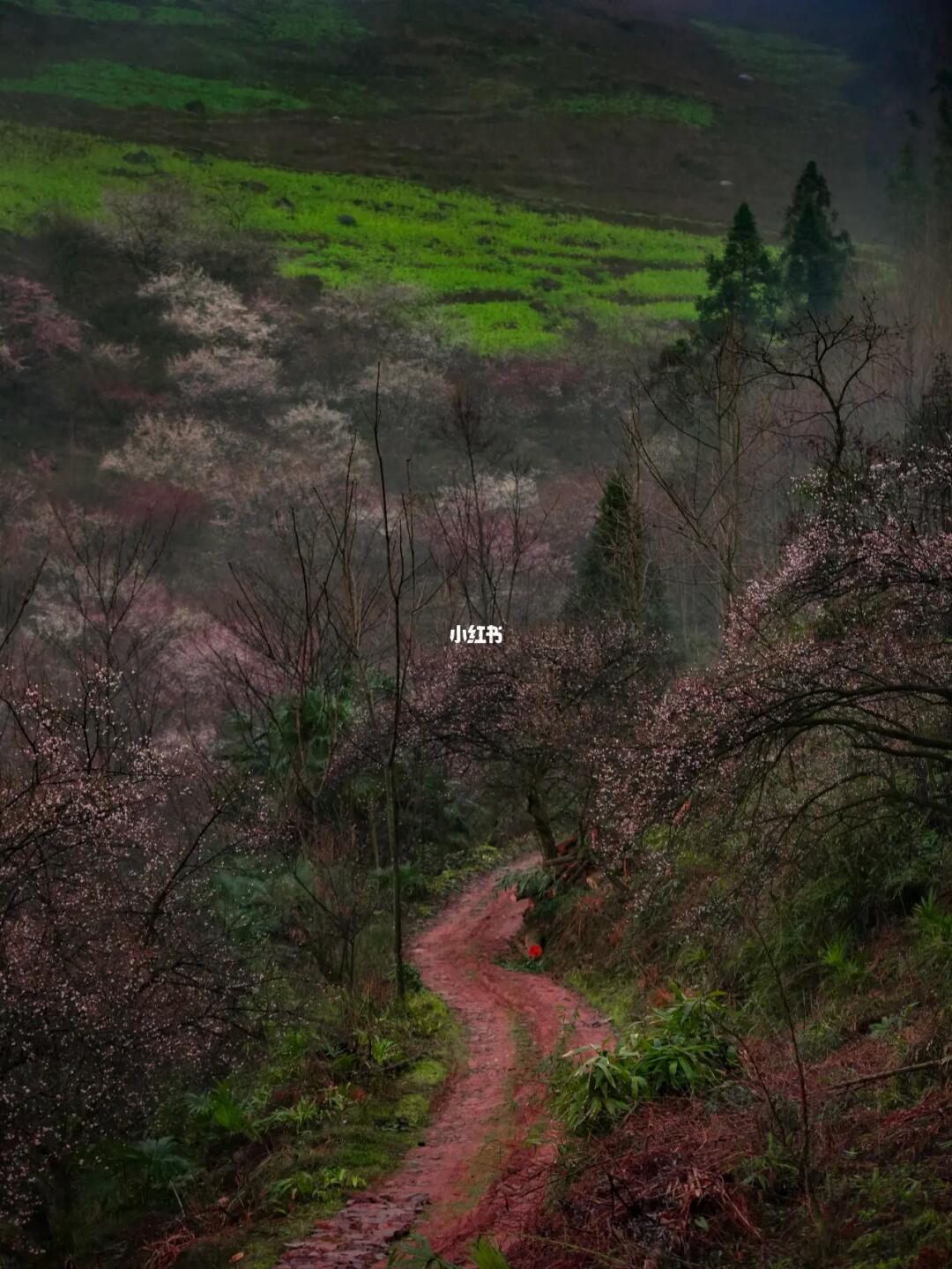 2023成都梅花9个绝美赏花地🌸含公交攻略