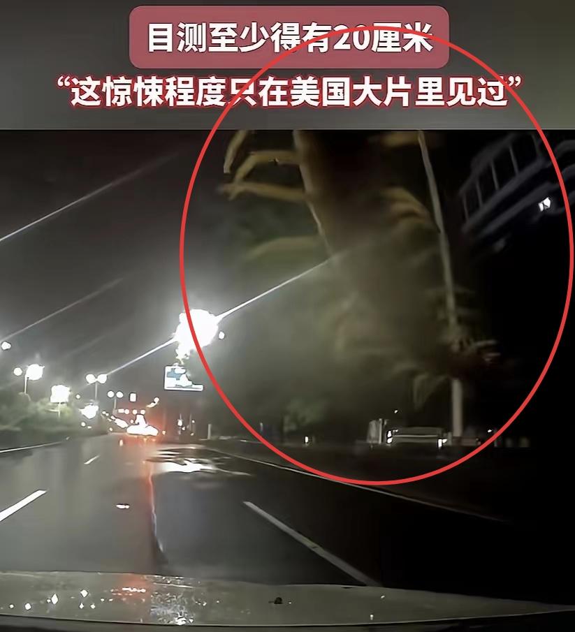 “太吓人了，这是成精了？”5月28日浙江台州一男子夜间开车途中，车窗上突然爬来一