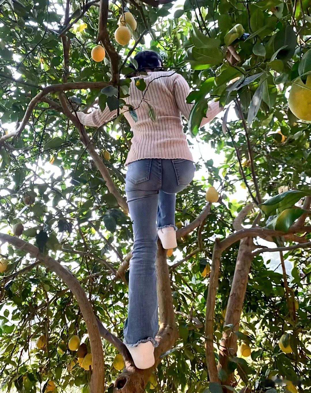 我会爬树摘水果给你吃，这不是坏习惯吧！