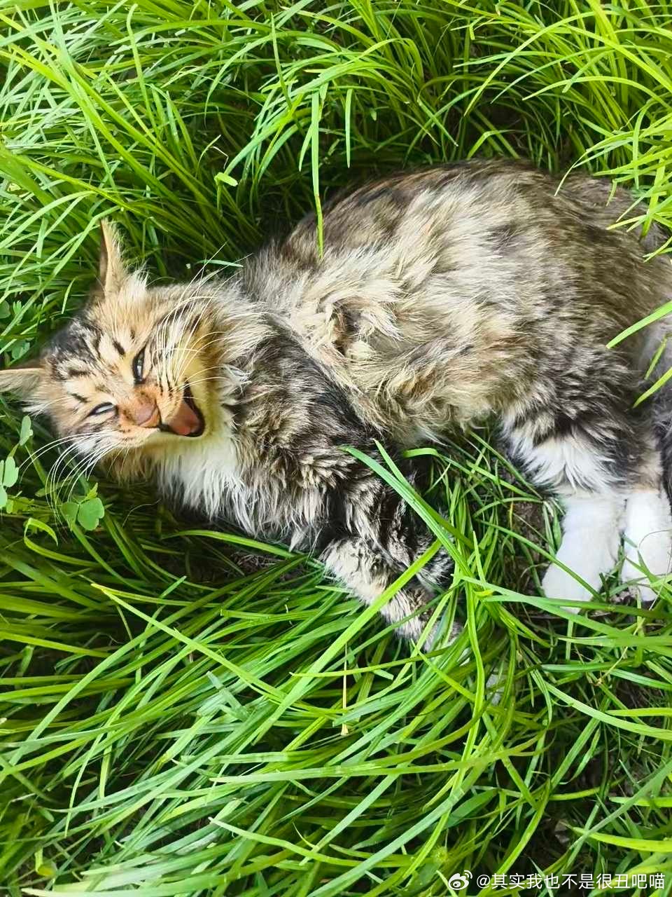 49922【丑猫】全麦大面包邪笑 