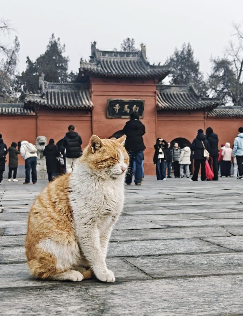 漫步白马寺，青砖黛瓦，梵音袅袅。作为佛教传入中原的第一座寺庙，在晨钟暮鼓里，见证