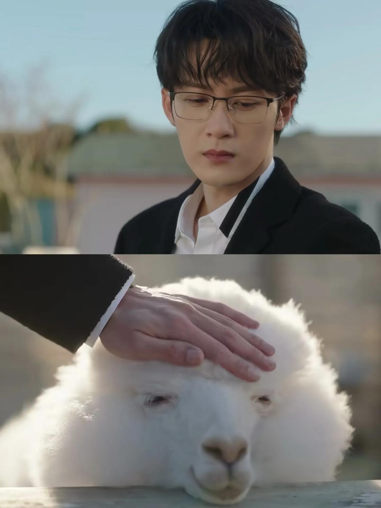 用手摸到了这只羊陀才是最后死心吧😭
这不是我的羊驼
我的羊陀眼睛很灵
它可以听