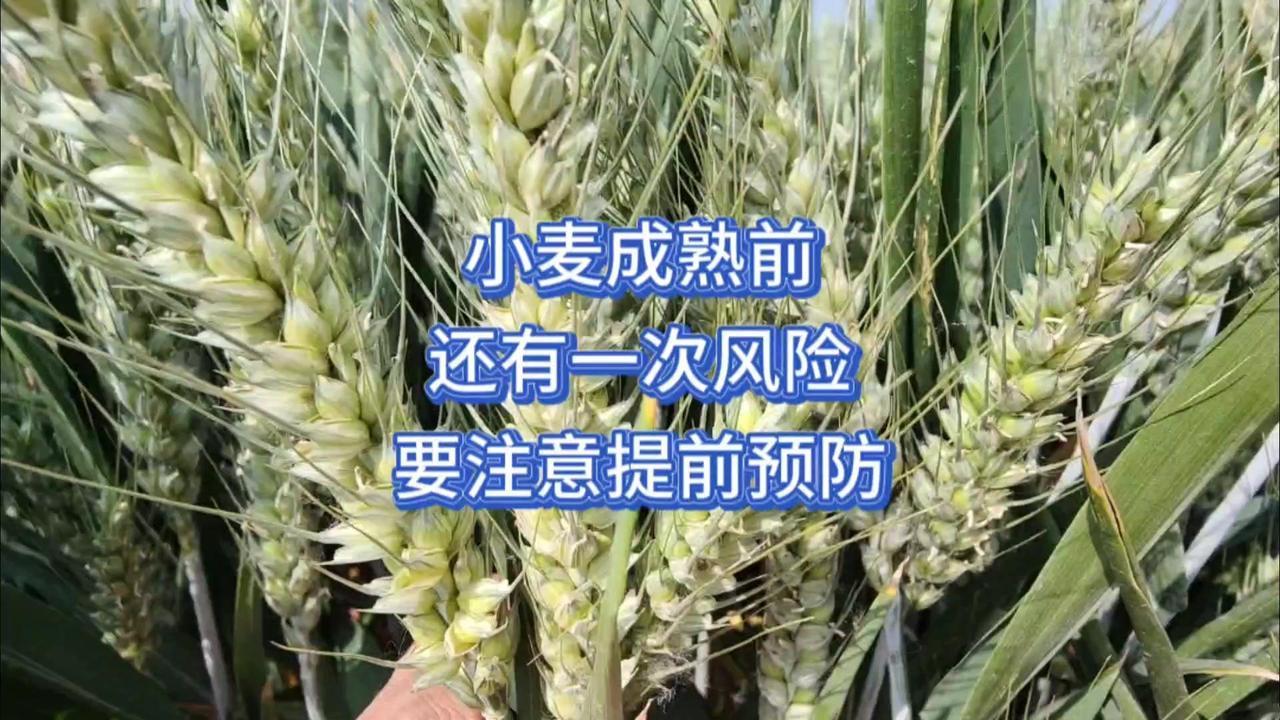 小麦快熟时有个大风险，就是干热风！小满前后（5月上中旬）是灌浆关键期，高温大风会