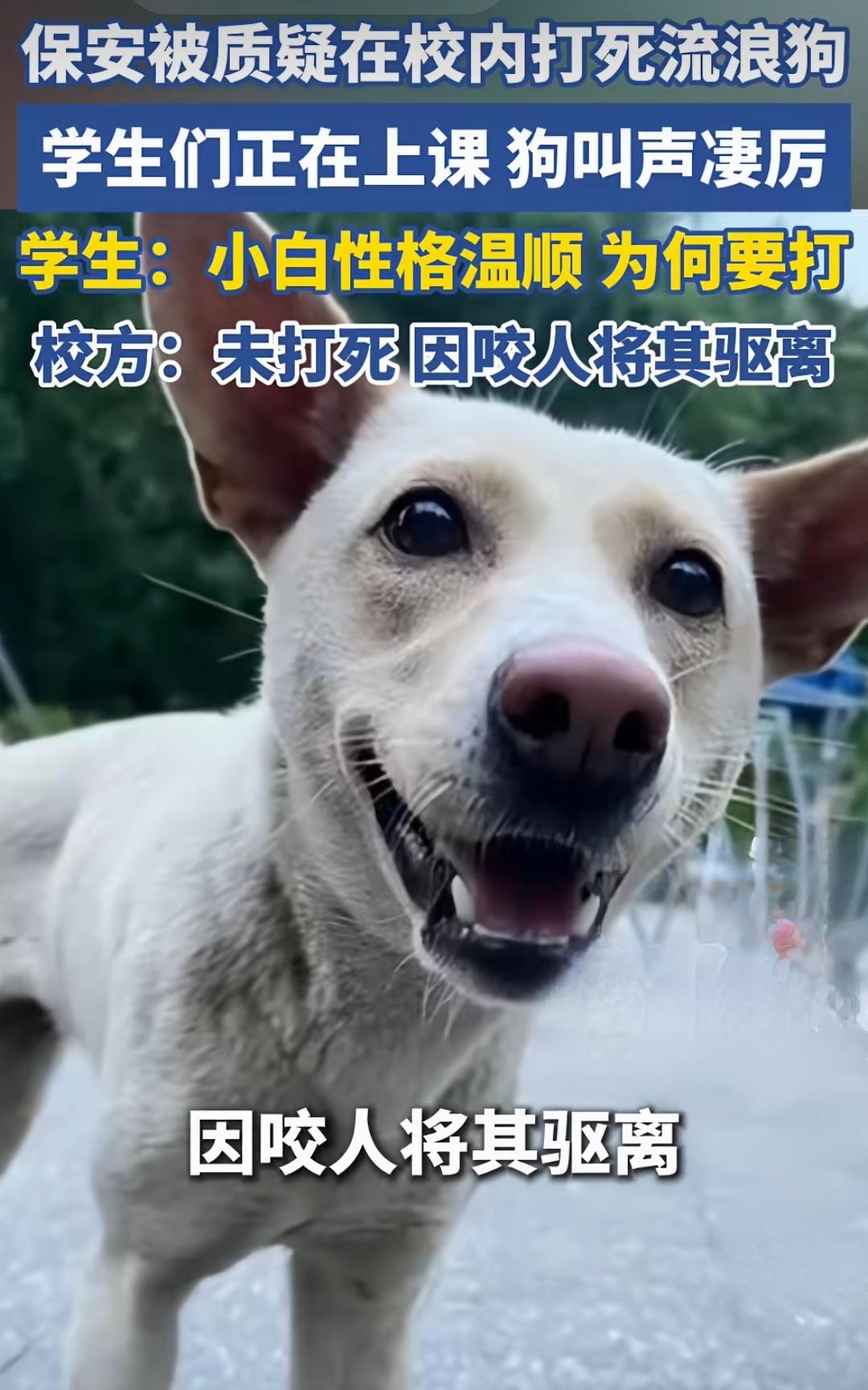 那些学生提出来的！
直接记录到档案里！
以后这所学校所有发生的狗咬人事件都需要这