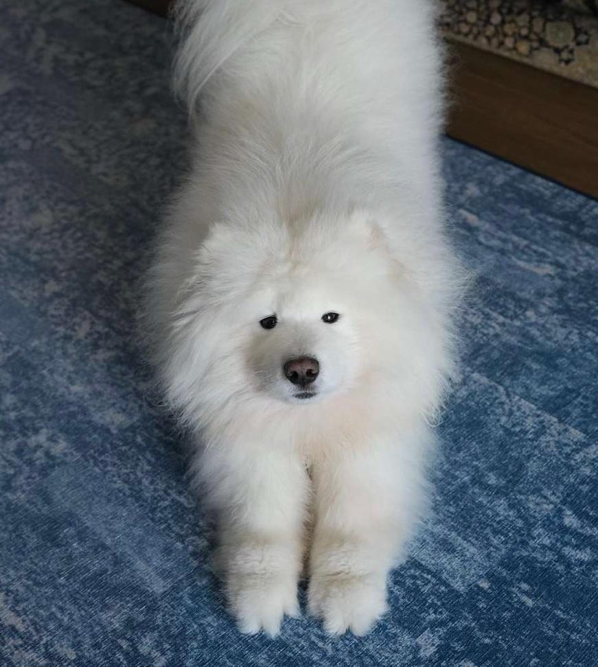 标准的下犬式 ​​​