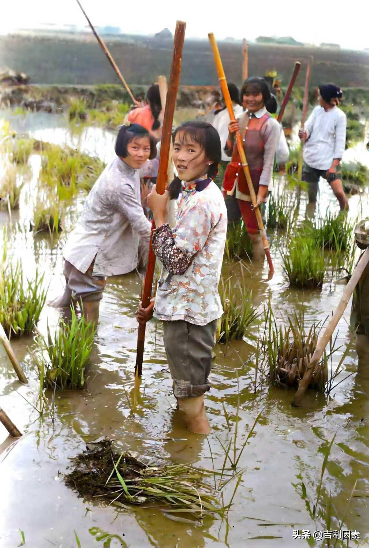 这是一幅上世纪七八十年代，一群姑娘在田里劳作的图片。大约是晚秋时节吧，也可能是早