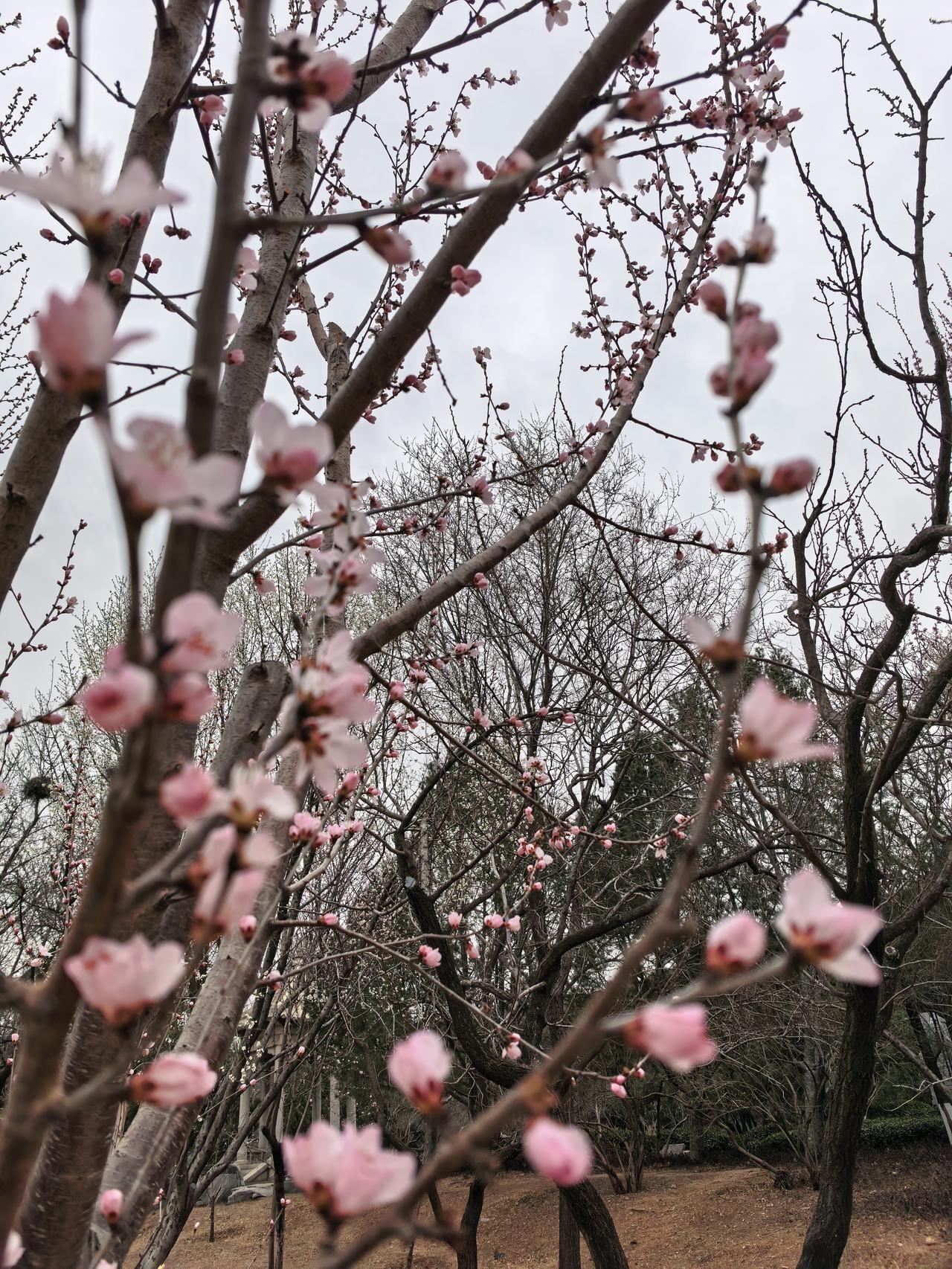 记录我的2026山桃花盛开。