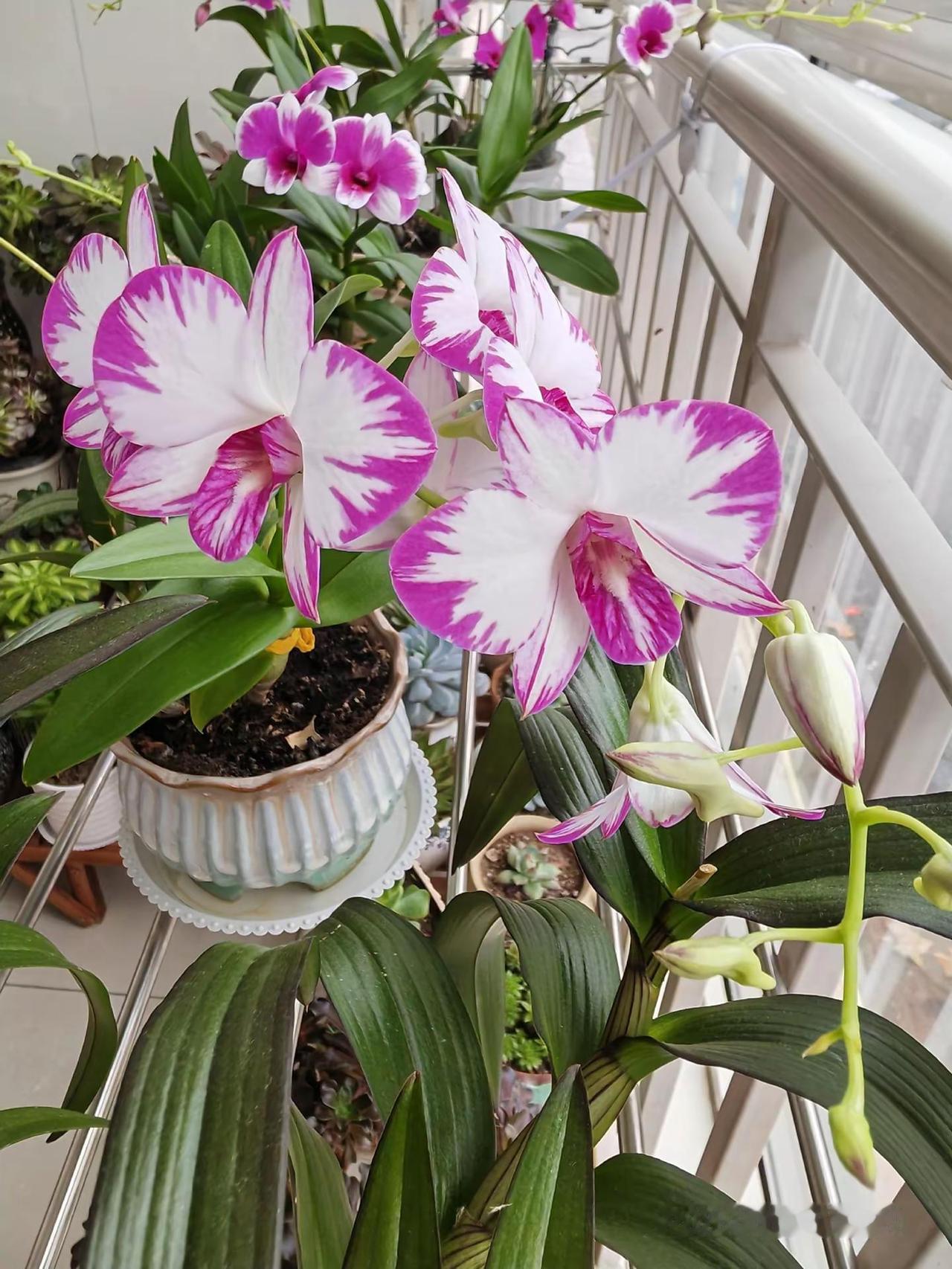 周末宅家，赏雪、赏花、逗狗、看娃～～～