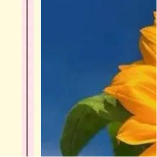 种植  ‖ 中医药  向日葵的种植方法主要包括以下几个步骤：1. 催芽处理：挑选