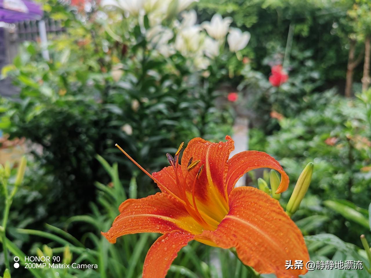 晒图笔记大赛 今天恰逢下雨，我自己的小院里却成就了一场绝美的花景。雨中初开的百合