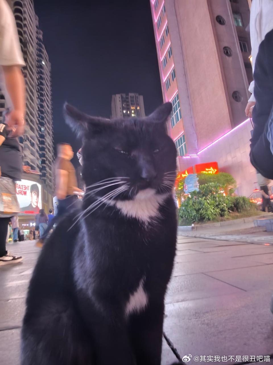 49908【丑猫】去旅游遇到的超绝丑奶牛，我还给它画了画像 