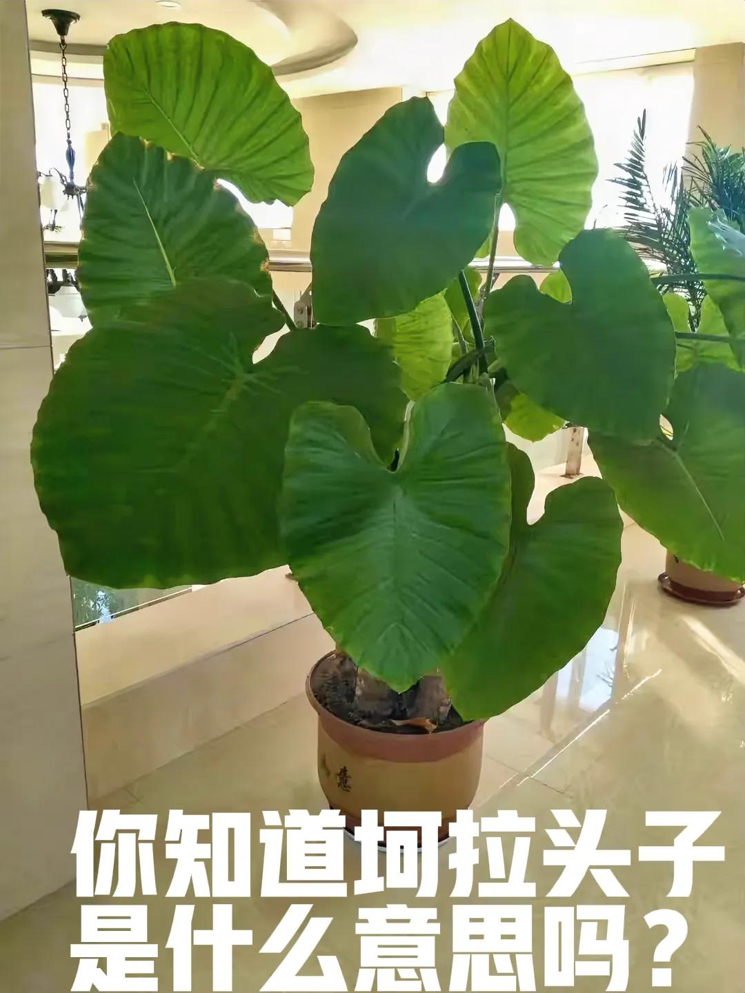 山东话
坷垃头子
你知道是什么意思吗？
   [大金牙] [大金牙]