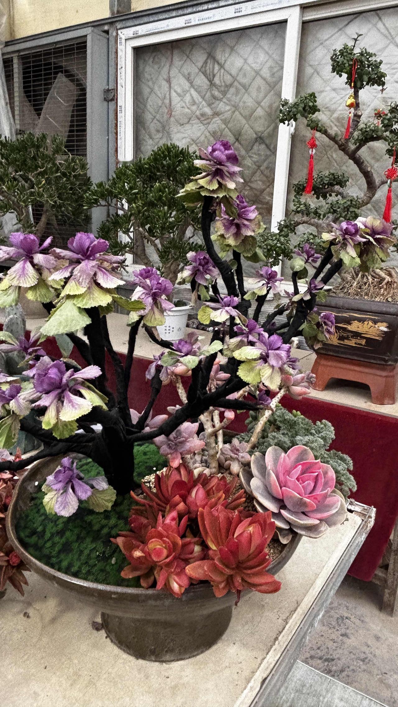 晒图笔记大赛今天又来文兴路狗市的清风多肉园了，老板为春节年货准备了好多新品种，好