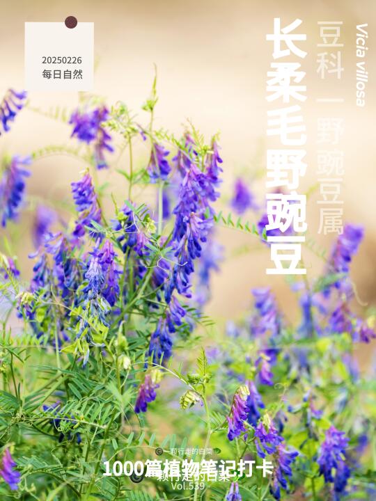 植物笔记539｜初春田野里紫色小精灵