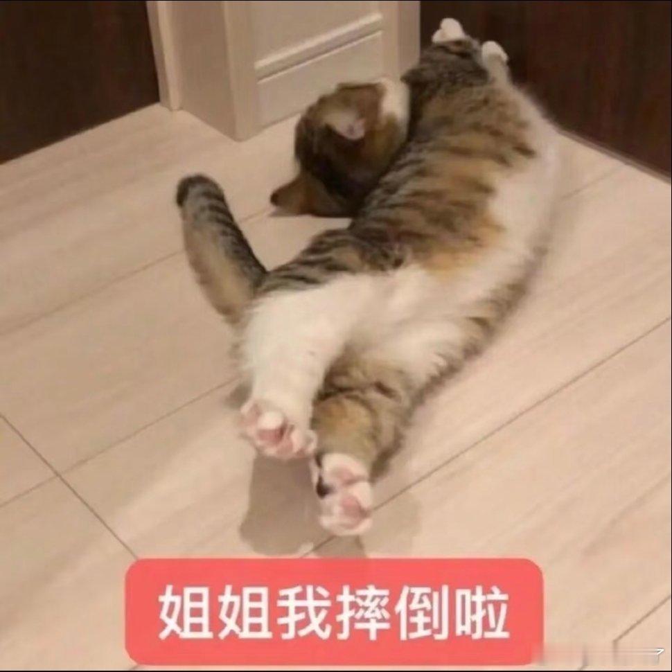 猫咪表情包。 