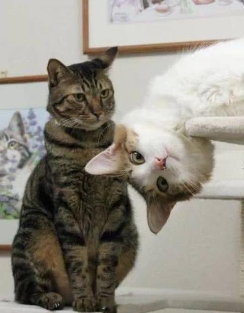 我跟你爸打视频你来凑什么热闹😾 ​​​