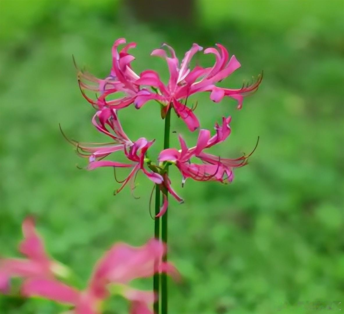 花开彼岸，摇曳一笺秋意～寻美河南🌸寻美西华 ​​​