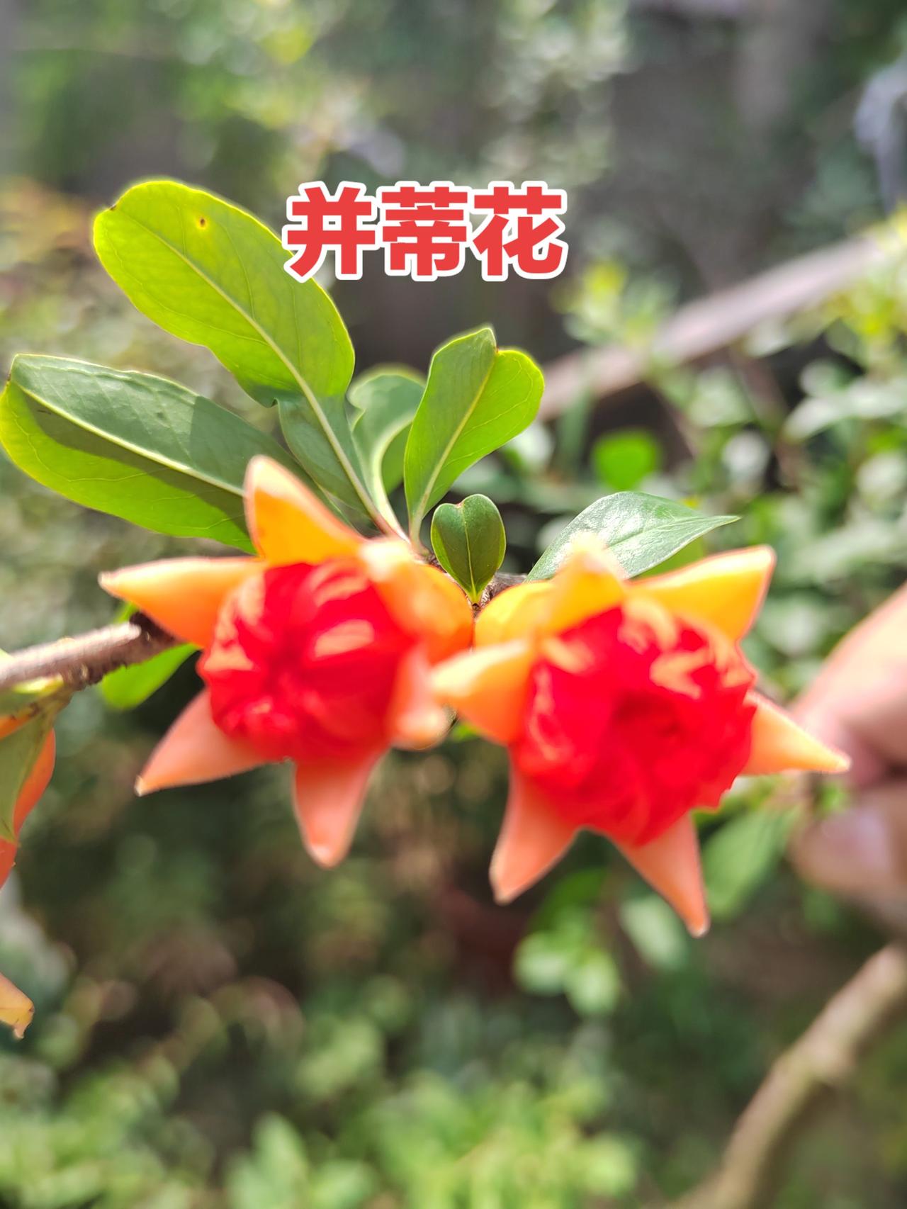 石榴花开的季节 石榴花苞