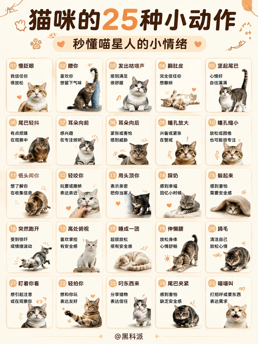 猫咪的25种小动作，秒懂喵星人的小情绪！