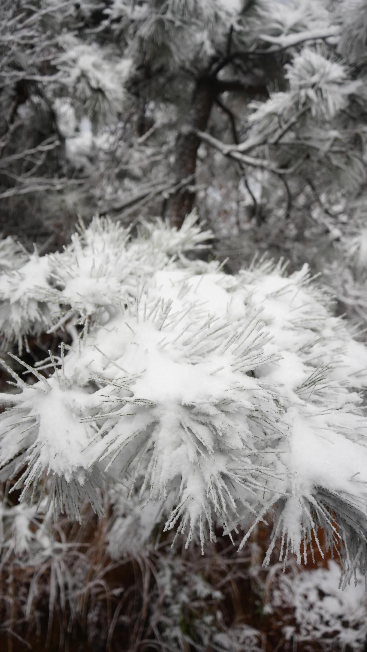 晒一张手机中最美的雪景照我们老家高山上的雪松，太美了[赞]