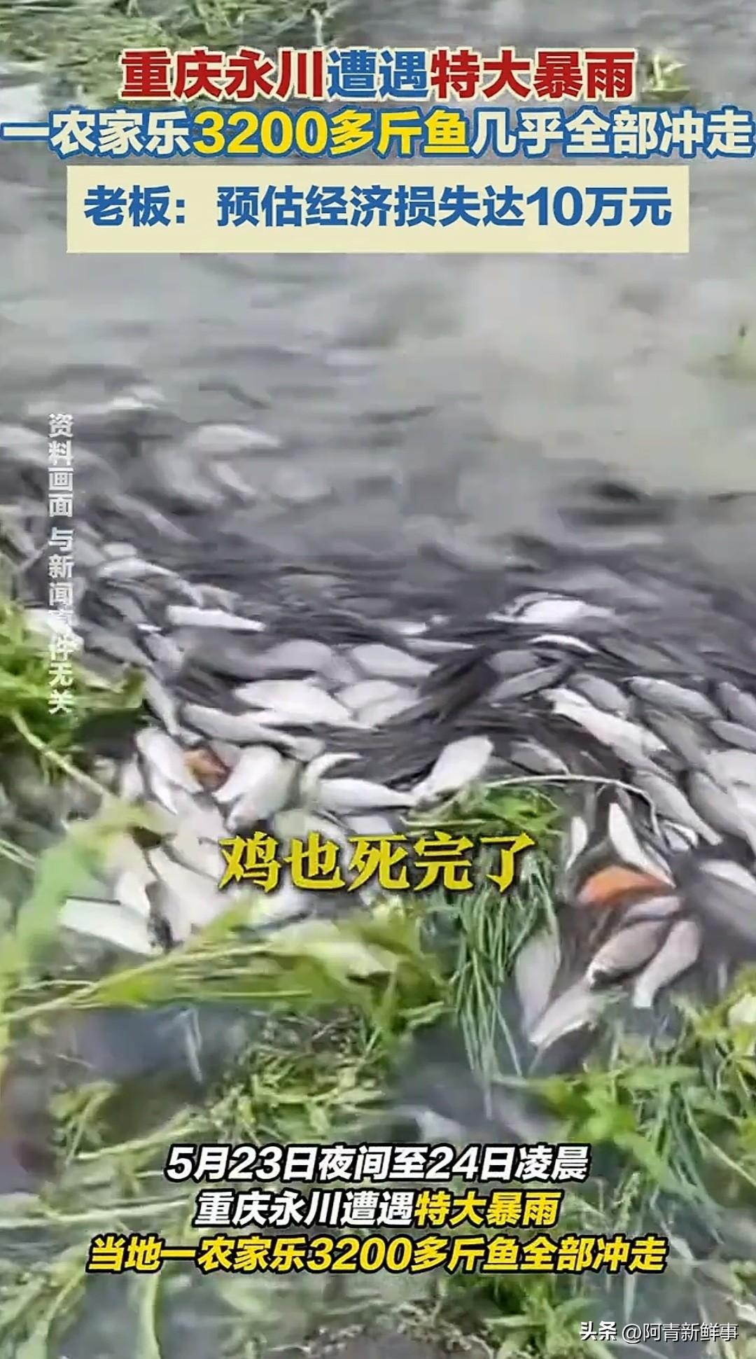 重庆一农家乐被百年不遇的暴雨冲走了全部家当，3200多斤特色鱼一夜跑光，55只黑
