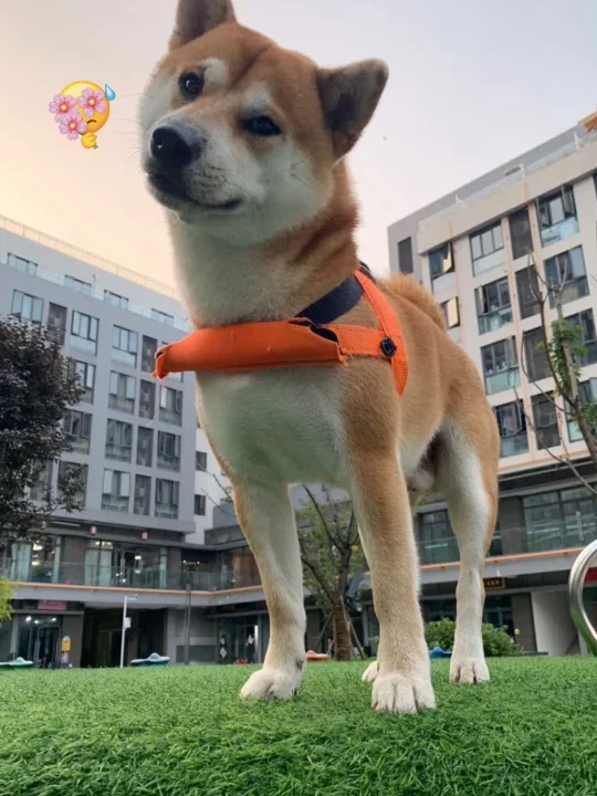 小狗是我自己选择的家人~~