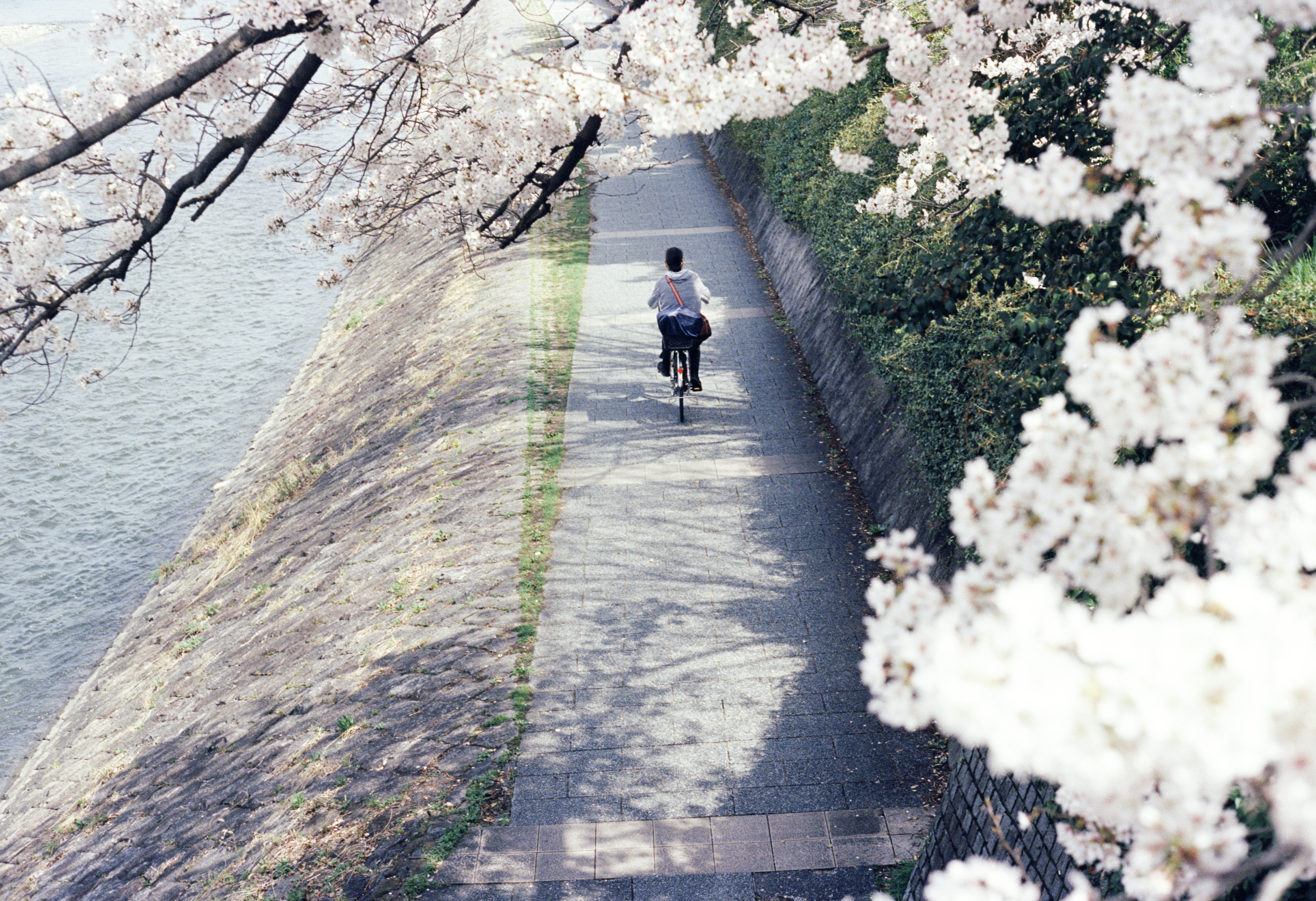 前几天，一边做家务，一边又看了一遍电影「步履不停」。 在日本生活的这里年，断断续