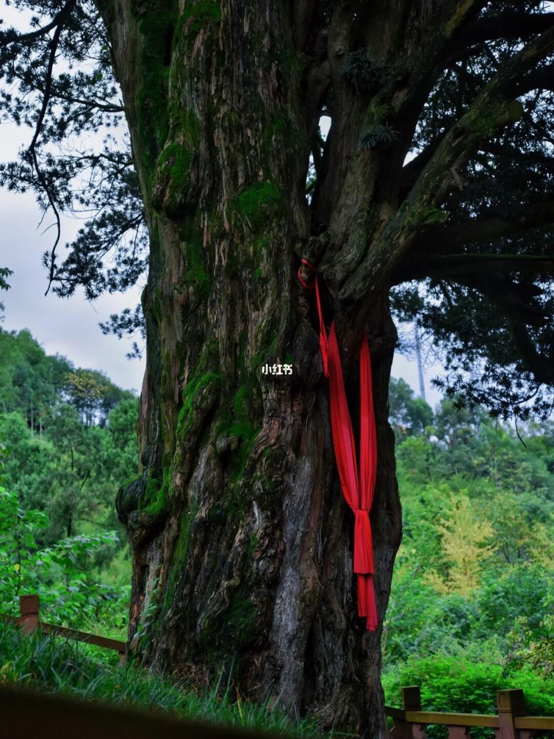 成都有一棵中国最古老的罗汉松，2000多岁了