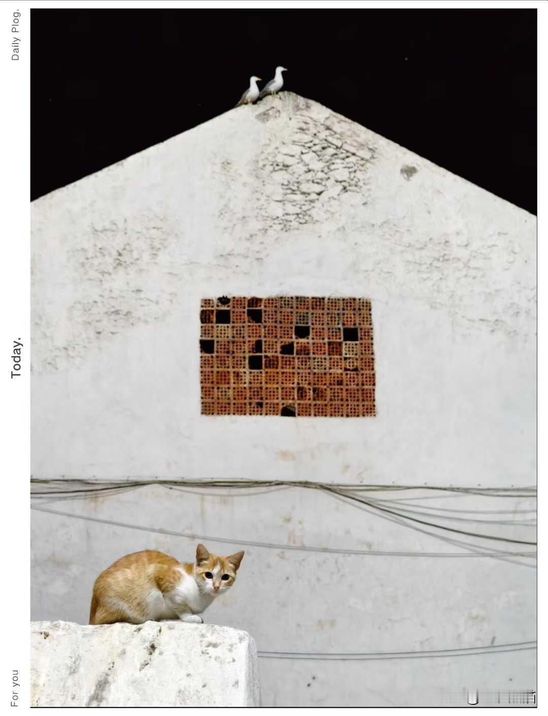 猫与鸟
图文：成都市摄影艺术家协会   曹铁
秋日生活打卡季